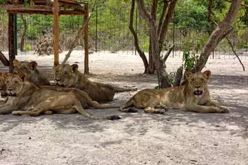 Excursiones Africa Strike 31