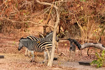 Excursiones Africa Strike 48