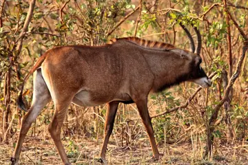 Excursiones Africa Strike 16