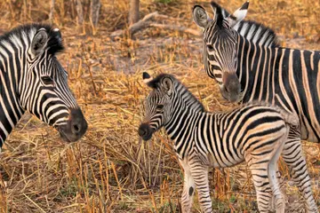 Excursiones Africa Strike 18