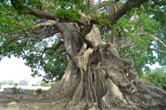 1Cnature