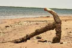1Dnature