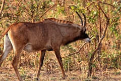 2Bnature