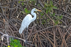 2Fnature